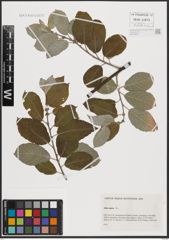 Foto von Salix caprea L.